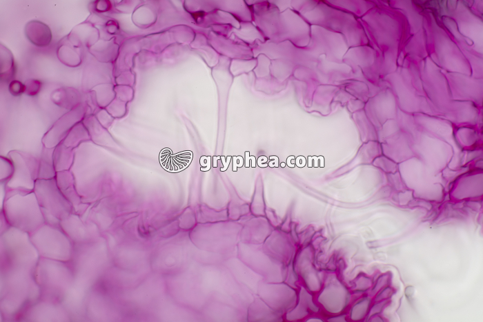 Feuille de Laurier rose cryptes stomatifères CT x200 - gryphea.com